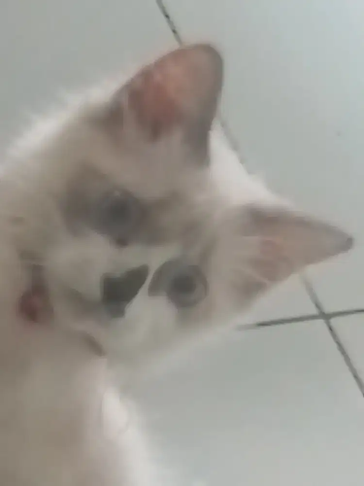 HIMALAYA JANTAN UMUR 4 BLN