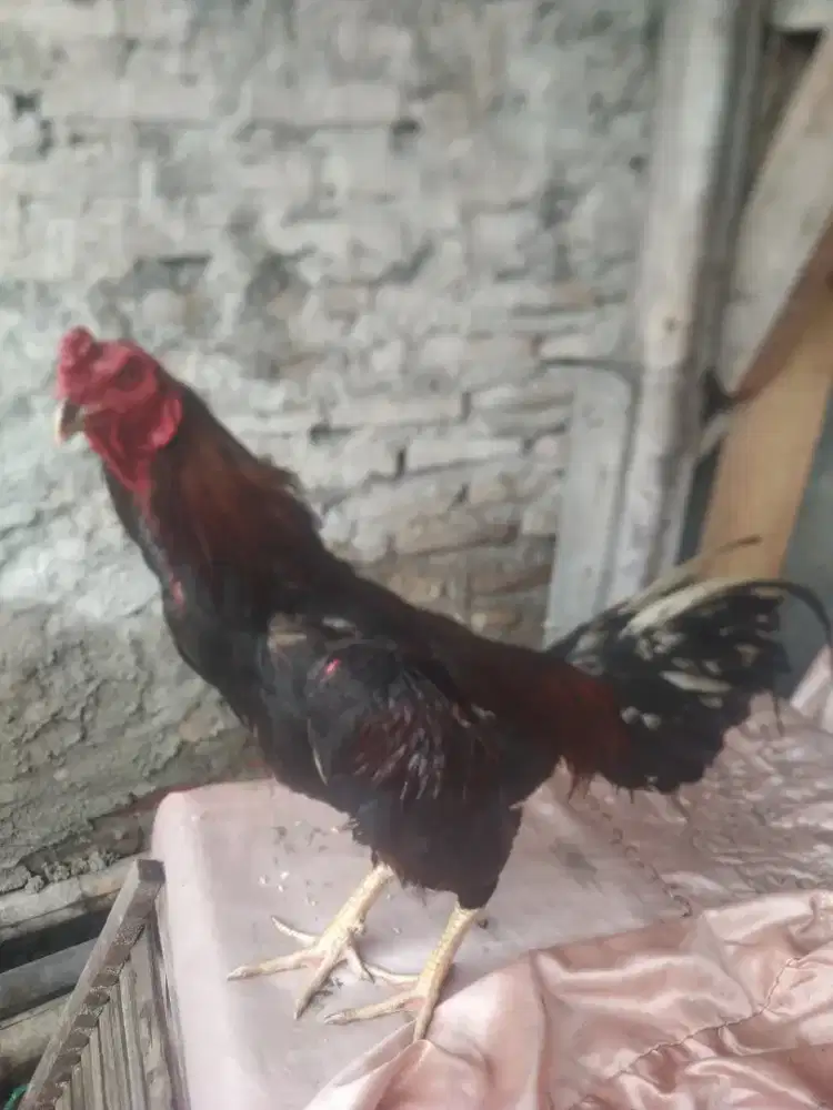 Jual ayam Bangkok tekhnik