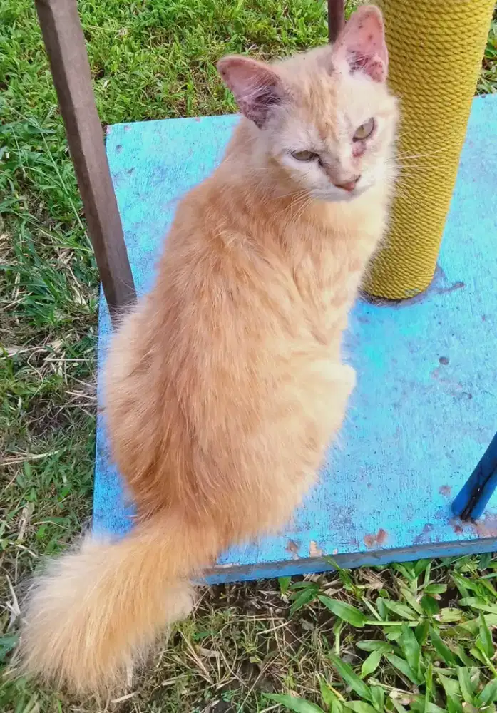 Lepas Adopsi Persia Long Hair