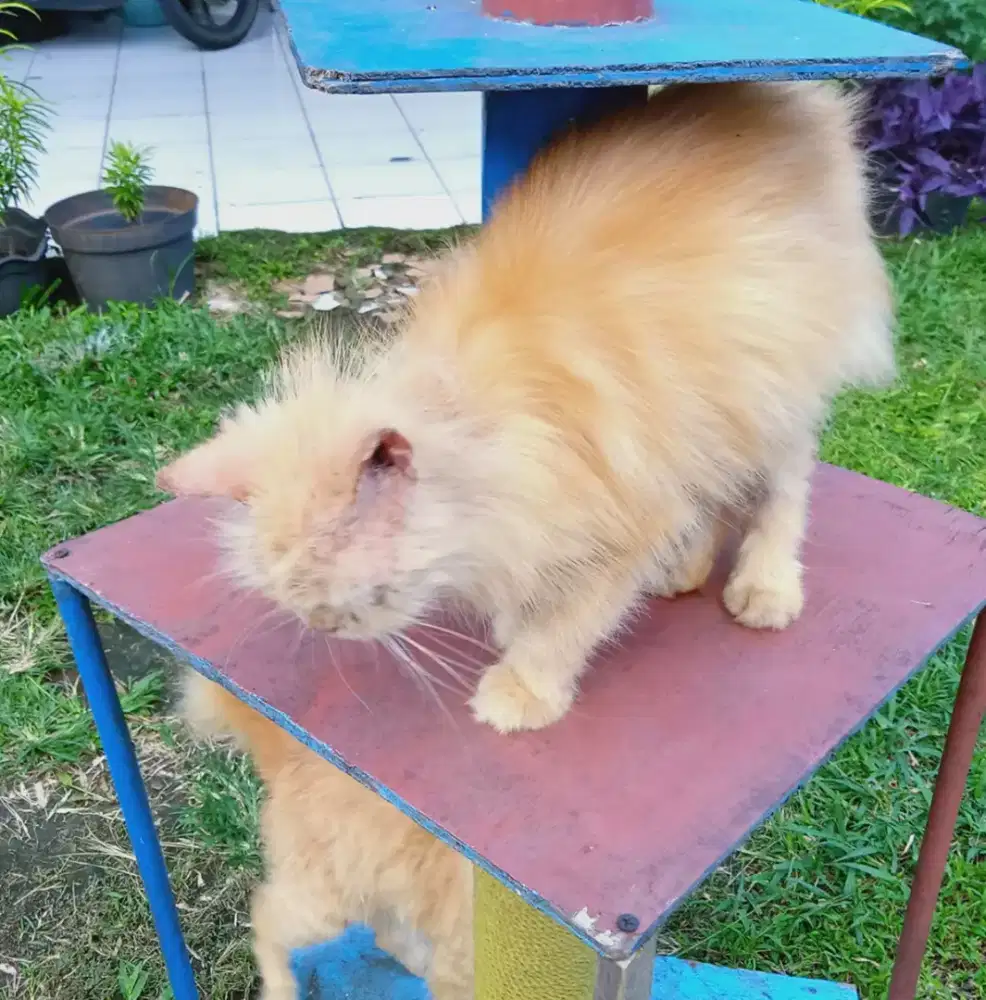 Lepas Adopsi Persia Long Hair