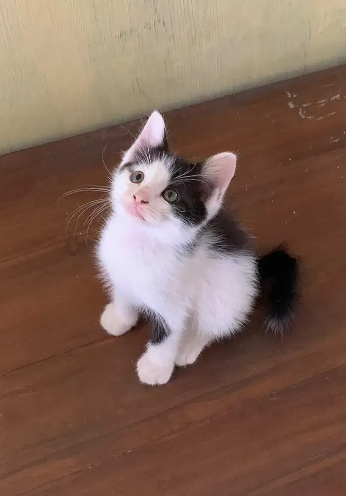 Kucing kitten persimed mixdom 2 ekor