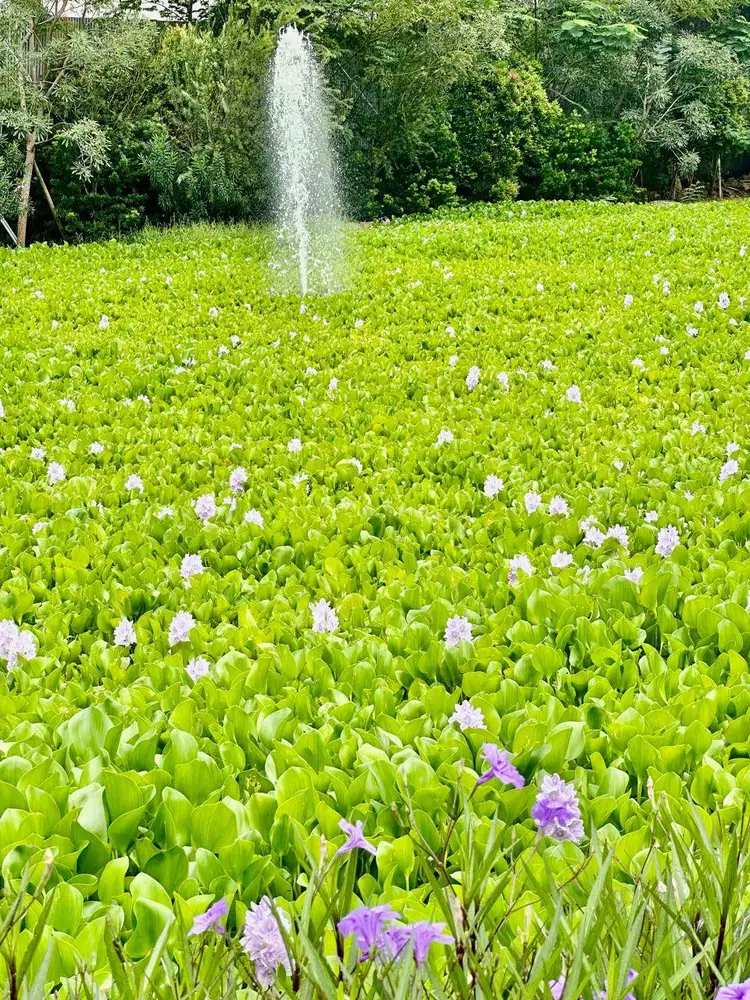 Dicari ART & momong anak 6 tahun, jujur dan amanah.