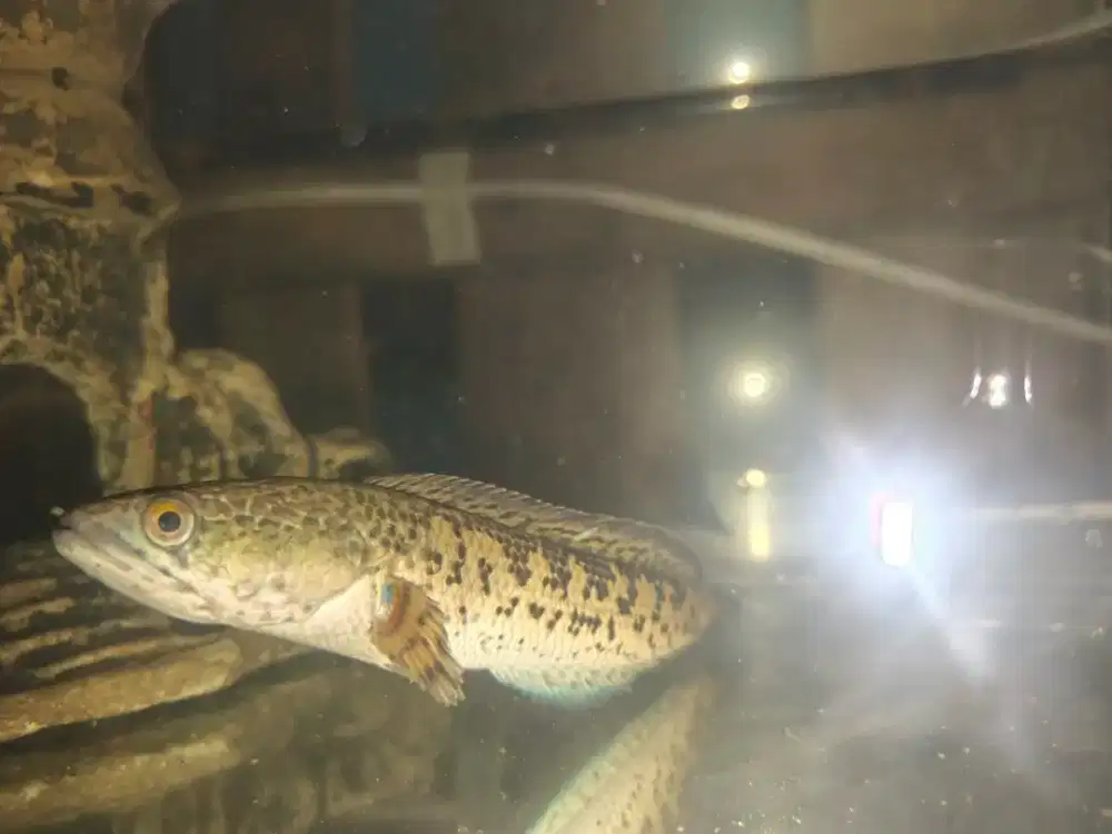 Ikan chana Ranti 16cm