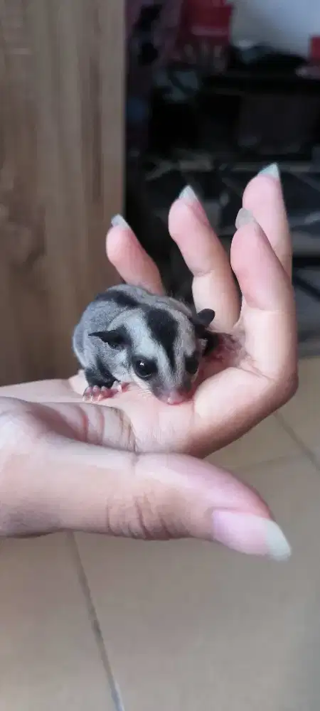 joey sugar gilder classic grey (jantan&betina)