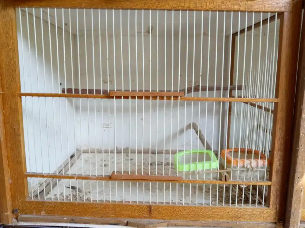 Perkutut lokal Tuban