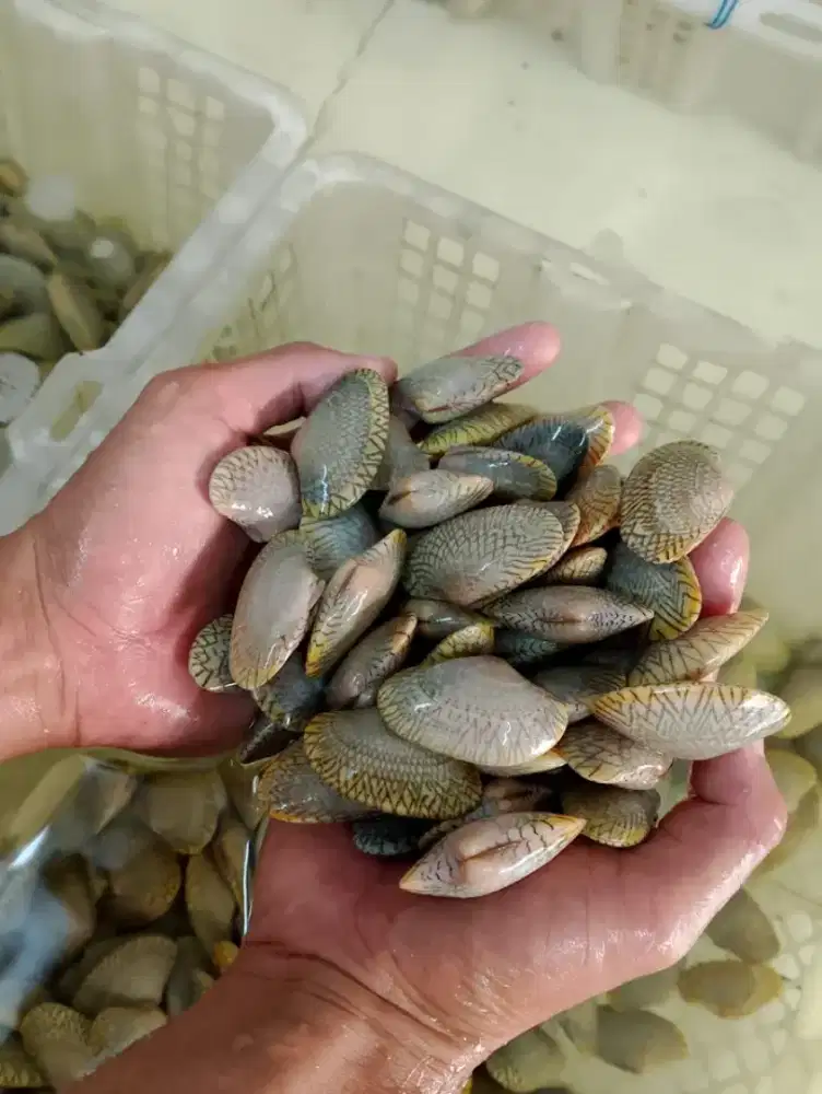 di cari wanita untuk kasir toko