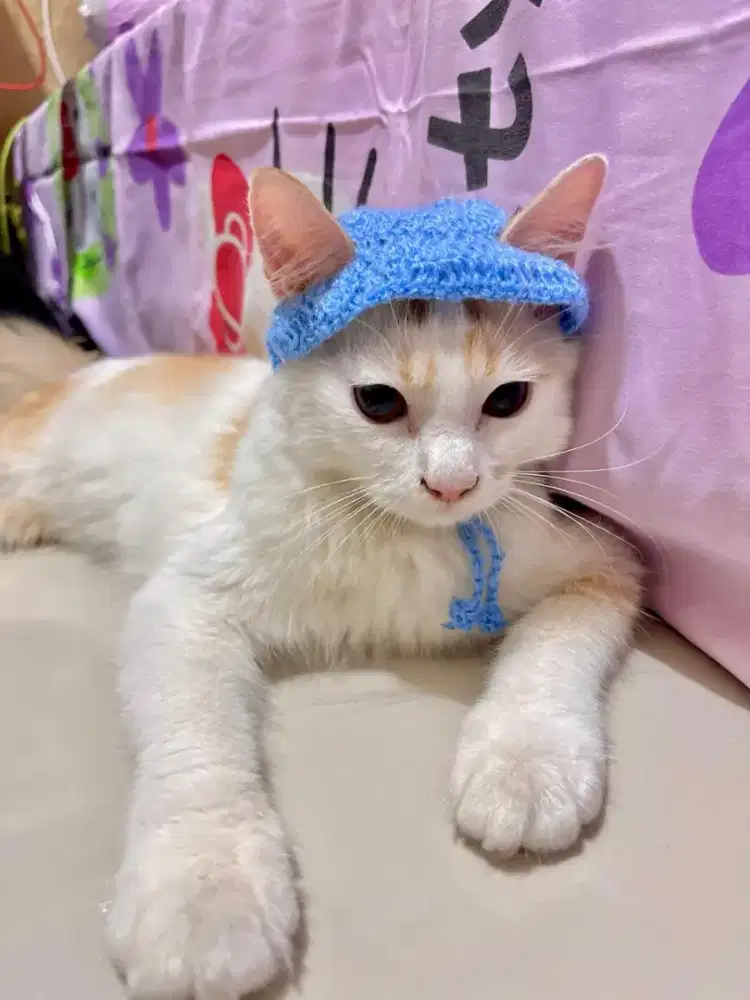 Persia medium betina