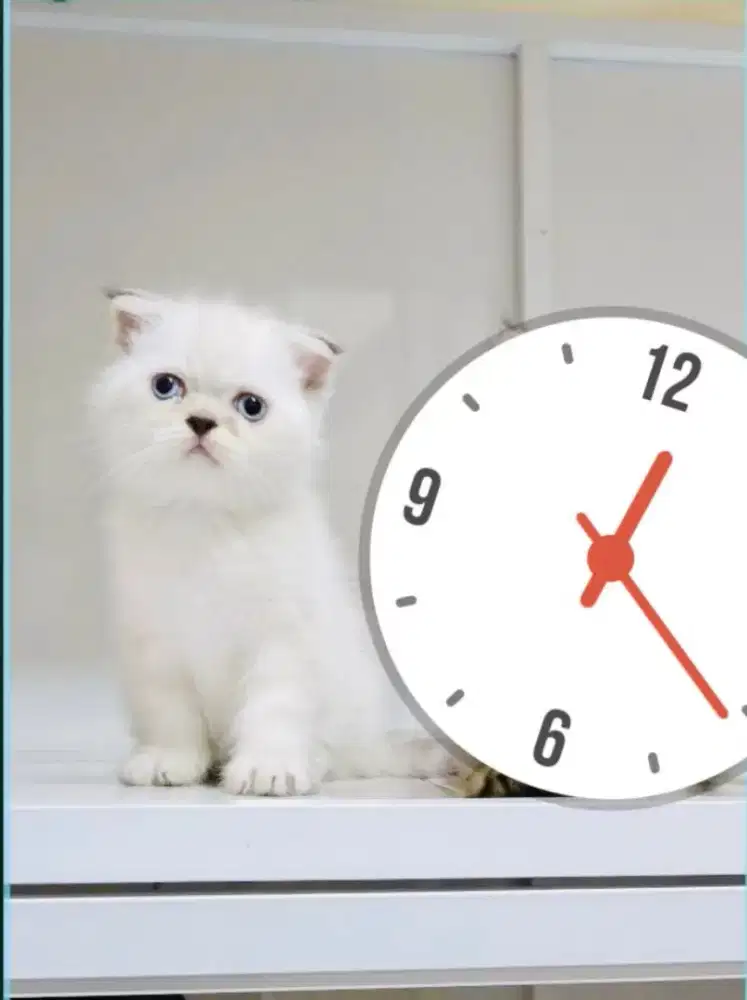 Kucing Scottish fold