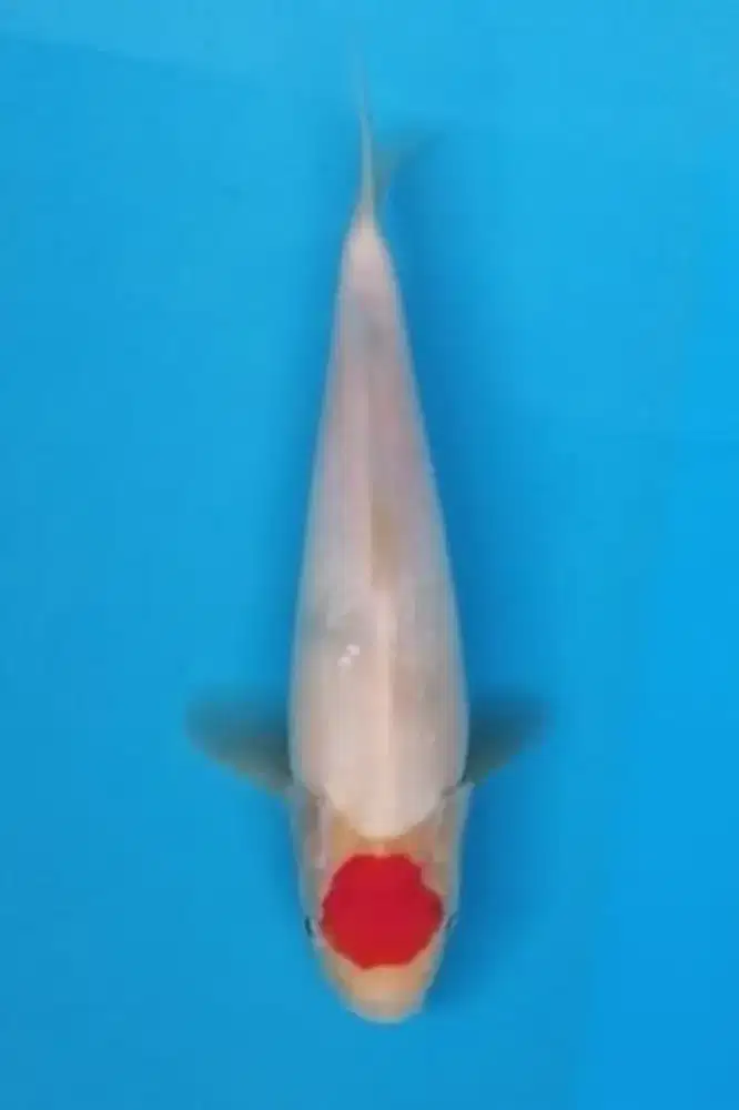 Koi Tancho Kohaku Original