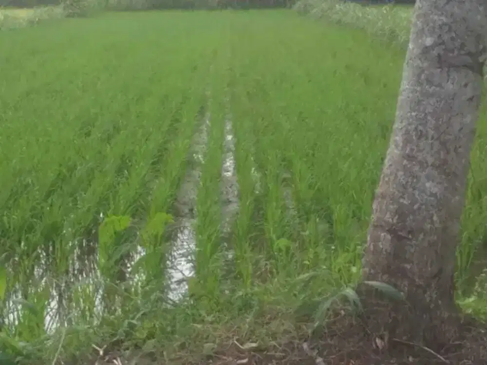 Dijual Tanah Sawah di Kalasan Sleman Yogyakarta By Rumah Chinida