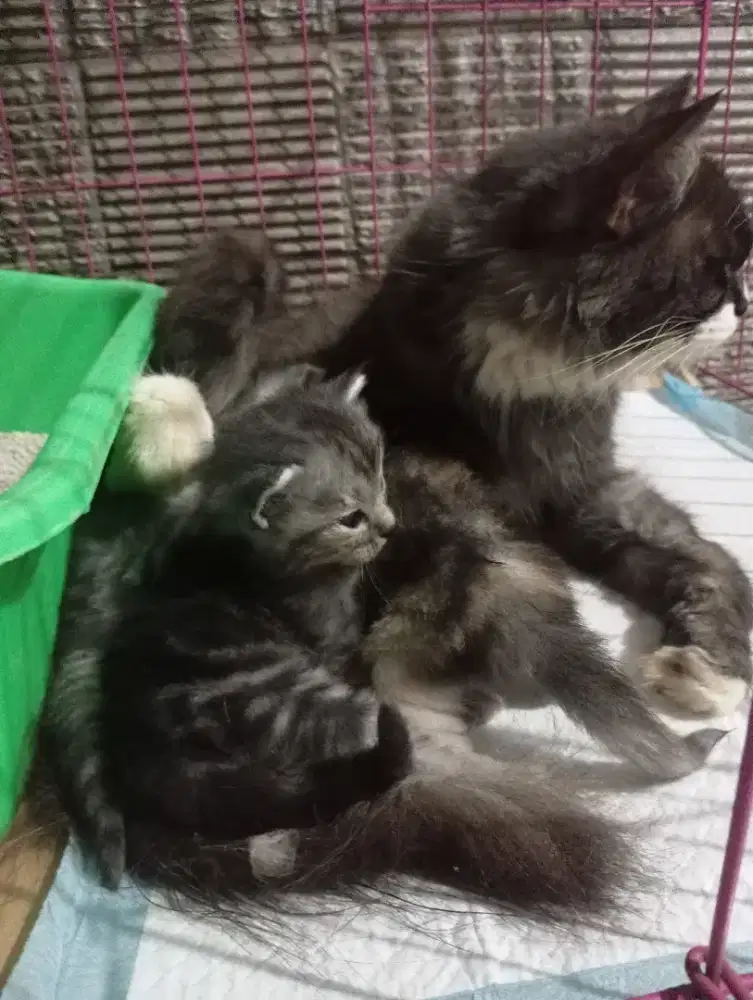 Borongan mainecoon mix