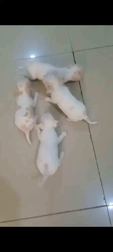 Chihuahua full white