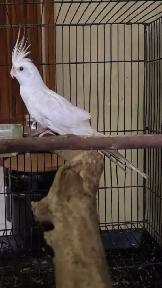 Falk Australia Albino Mata Merah