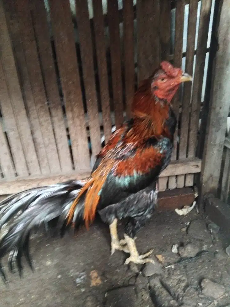 Ayam bukan bangkok mangon x birma mabung
