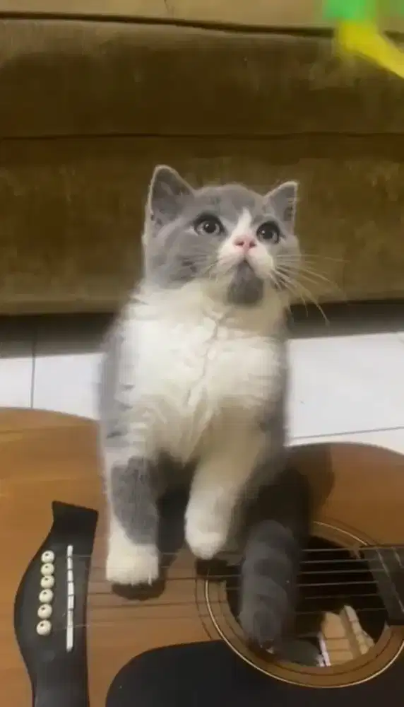 Kucing kitten british shorthair pure betina