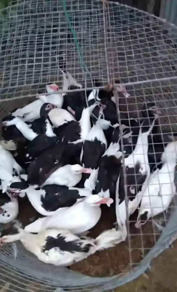 BEBEK ENTOK JUMBO NEGO