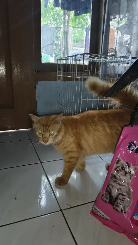 Kucing Persia dewasa betina