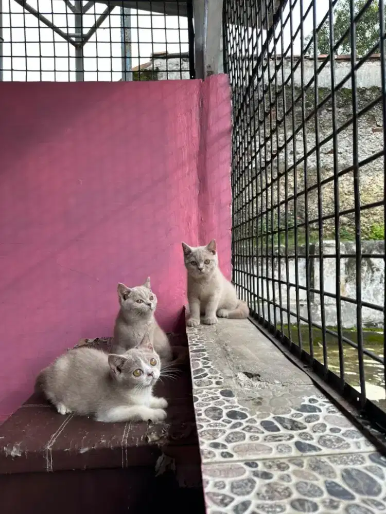BSH KITTEN ANAK KUCING BRITISH SHORTHAIR FAWN, LILAC, BICO FAWN NONPED
