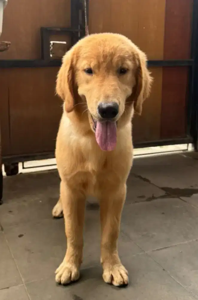 Anak anjing golden retriever jantan sertifikat lengkap