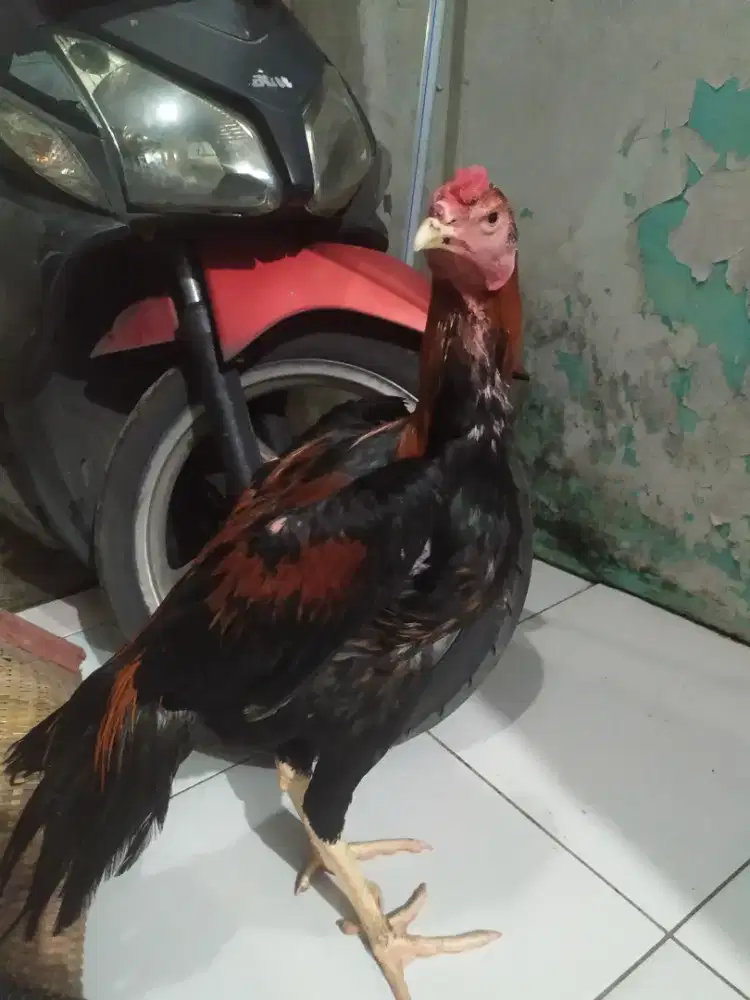 Ayam BK klasik selatan