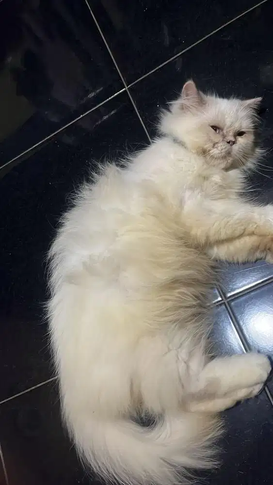 kucing persia betina steril