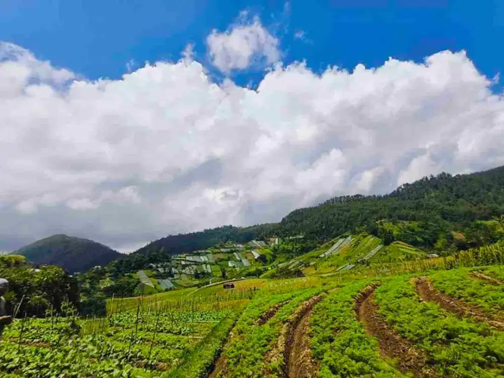 Tanah Kalisoro 325Mt, Ld 15Mt, dkt jalan lawu, Tawangmangu, Karanganyar