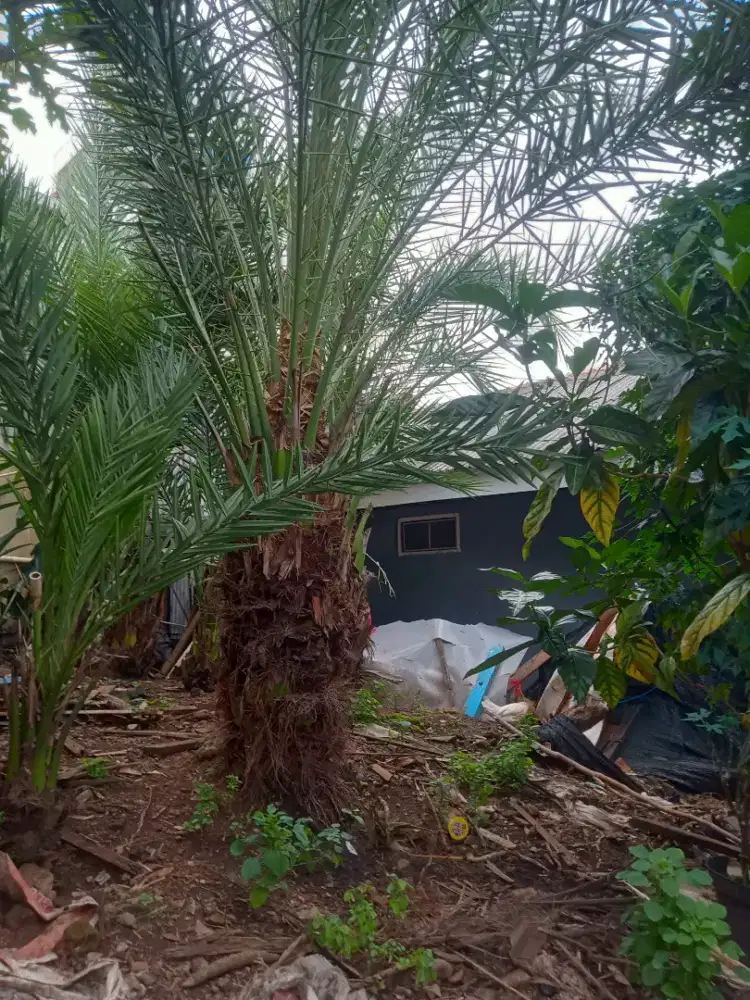 Jual pohon qurma dewasa