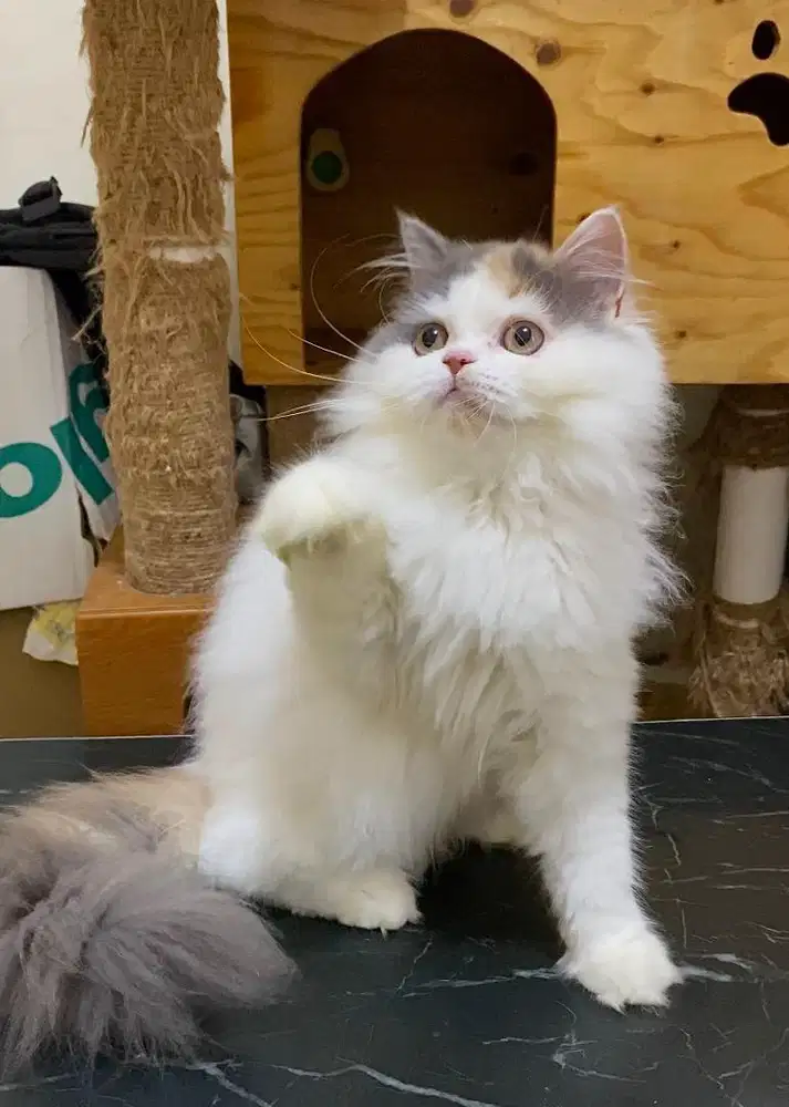 Kitten Persia Long Hair Calico