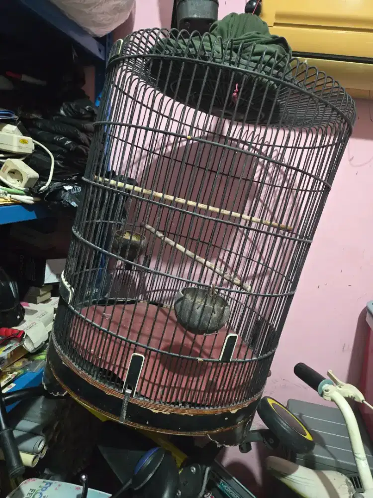 Kandang burung murai ebout