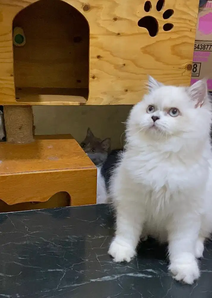 Kucing Kitten Persia Long Hair White Point