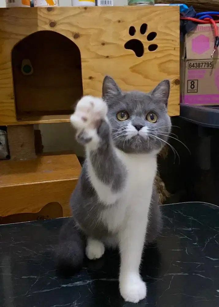 Kucing Kitten BSH Black Van