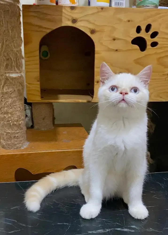 Kucing Kitten BSH White Point