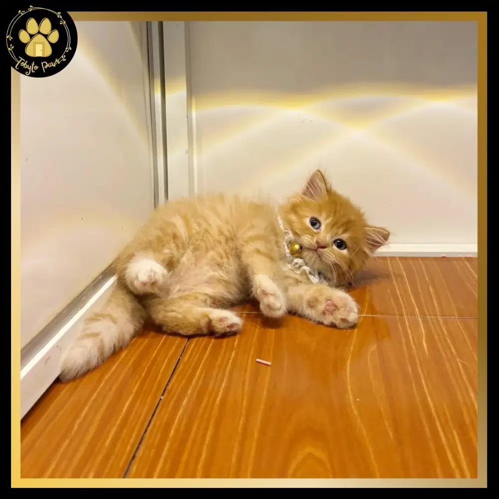 KUCING KITTEN BRITISH LONGHAIR MUNCHKIN NON STANDAR TIDAK CEBOL