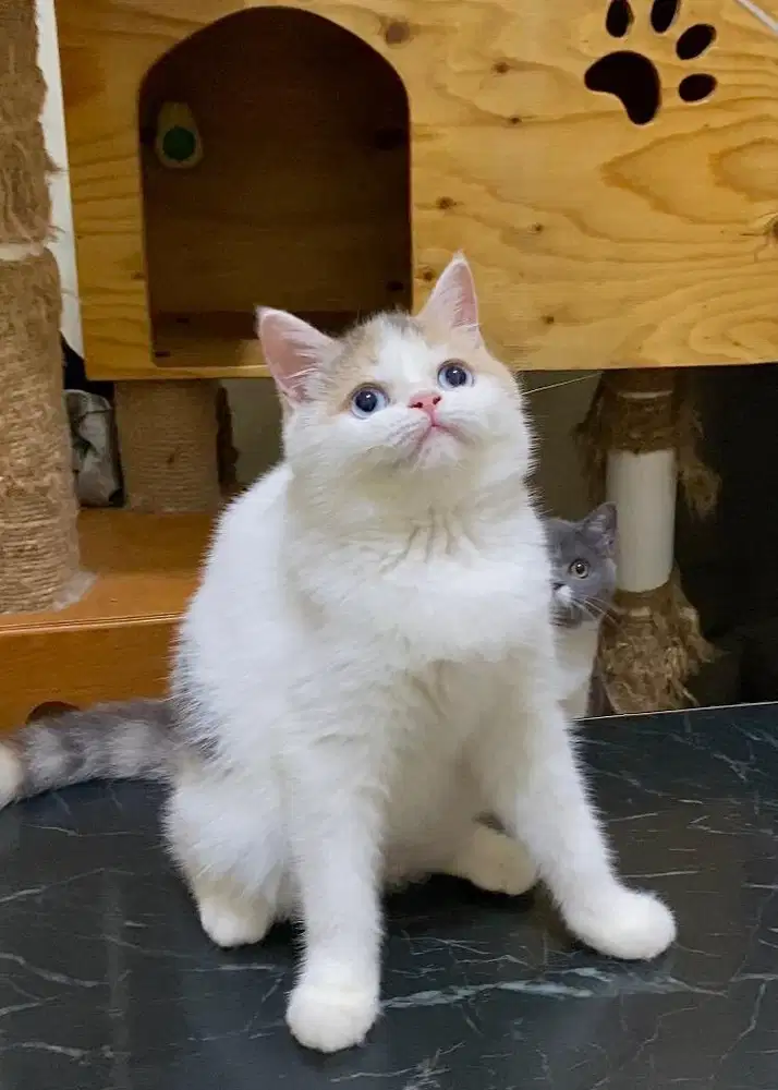 Kucing Kitten BSH Calico