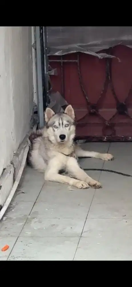 Anjing Husky Jantan