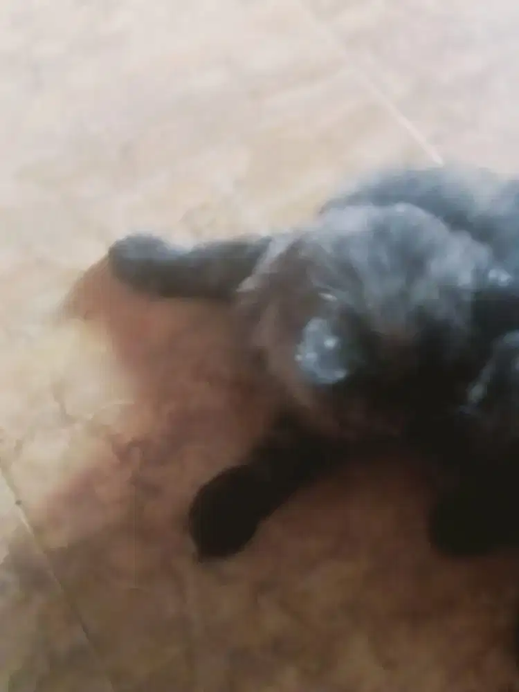 Kucing Persia peaknos