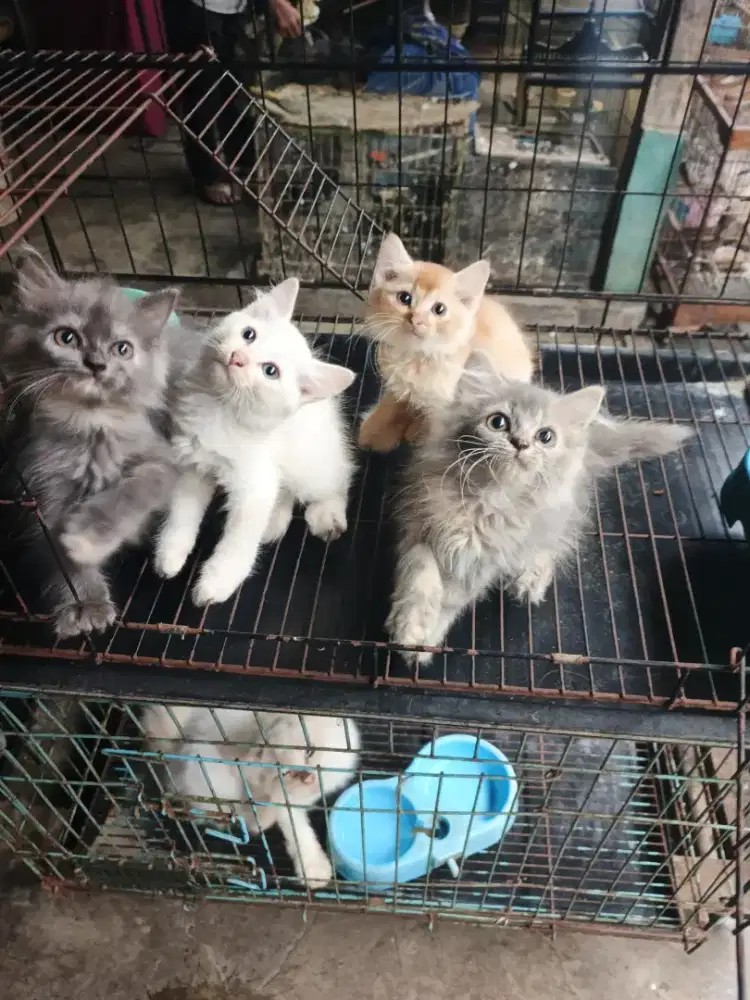 Persia jantan-betina 2,5 bulan