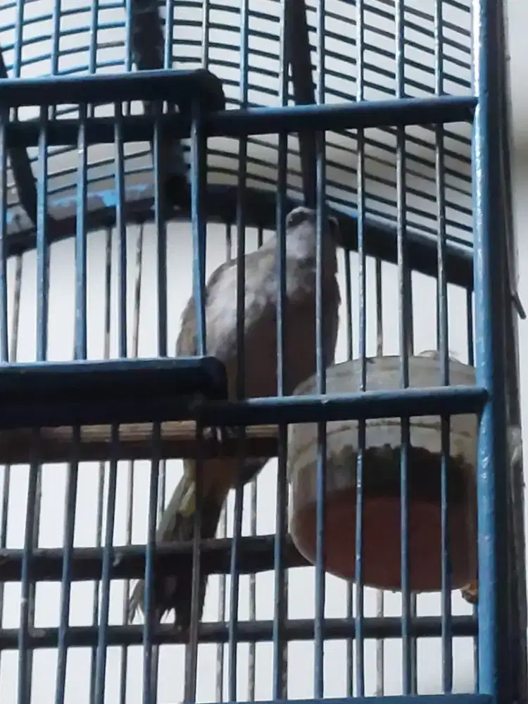 Burung jog jog jantan body big