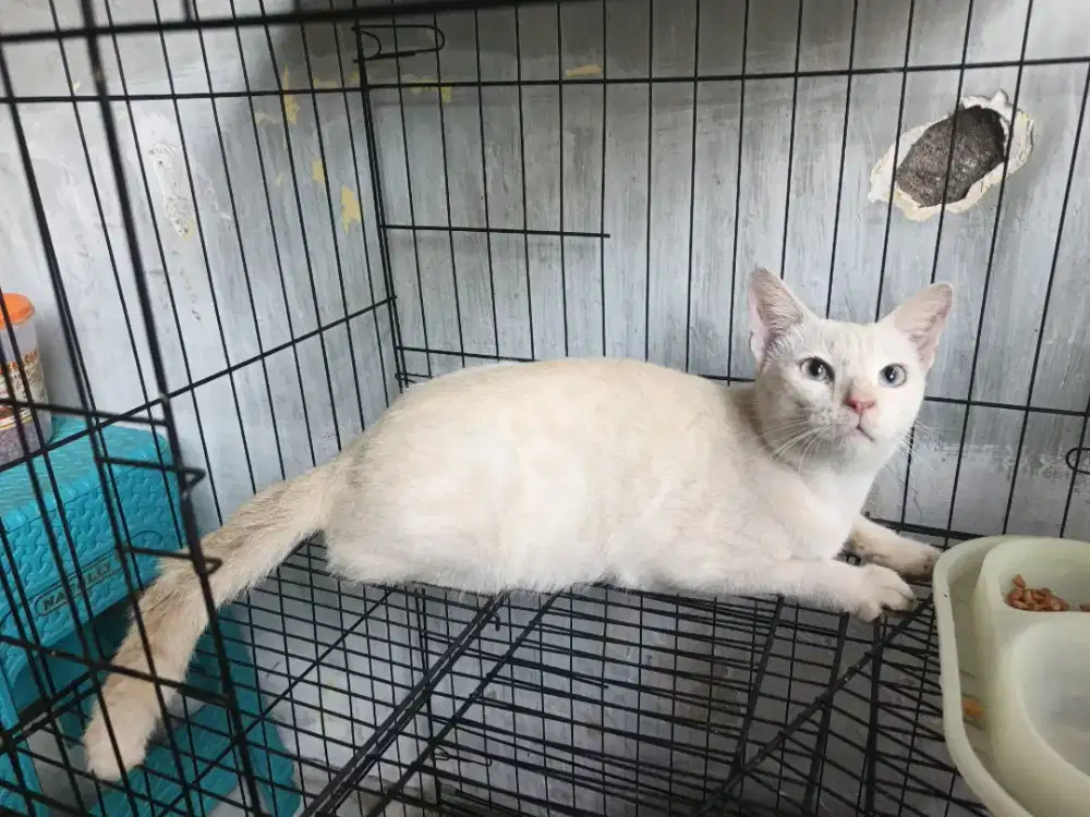Kucing anggora jantan 7,5 bulan