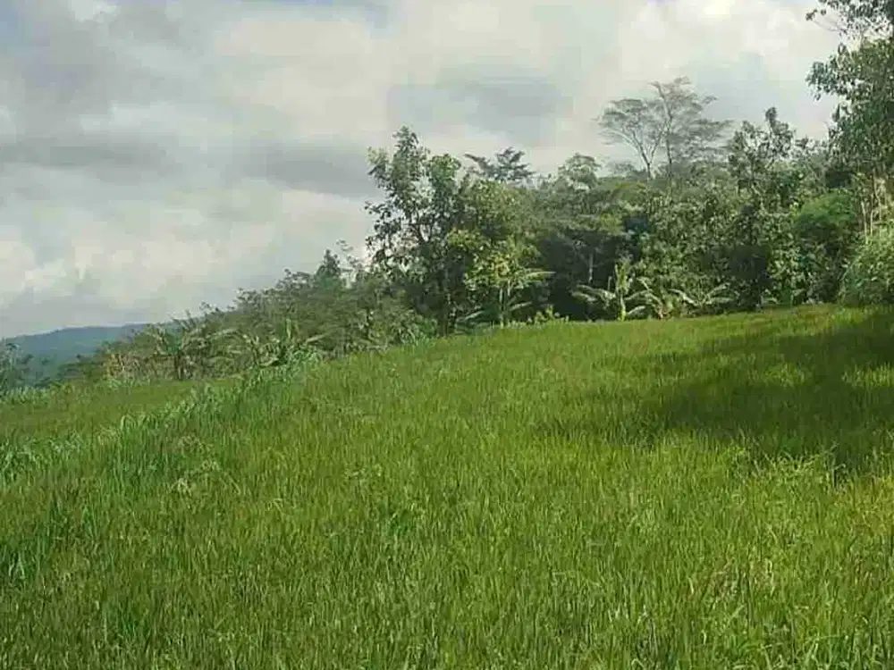 Dijual Tanah 20ha kota Bondowoso