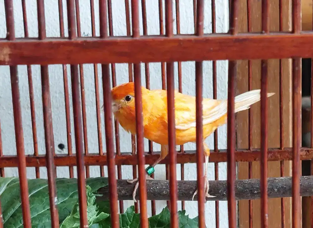 Kenari merlok super gacor