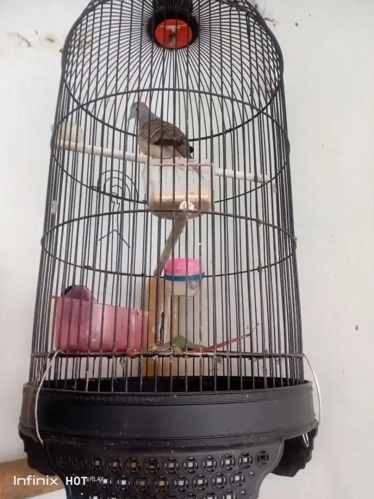 Kandang plus burung