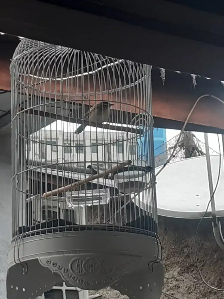 Kerak basi (sinchan) bunyi