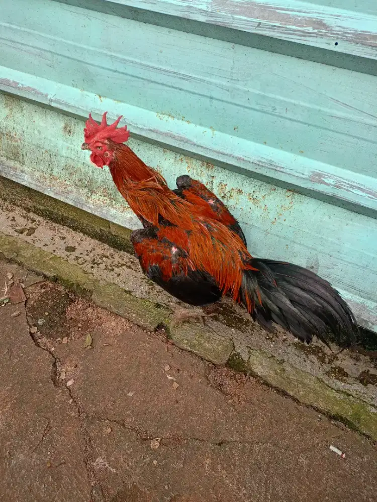 Jual ayam BK x Mangon