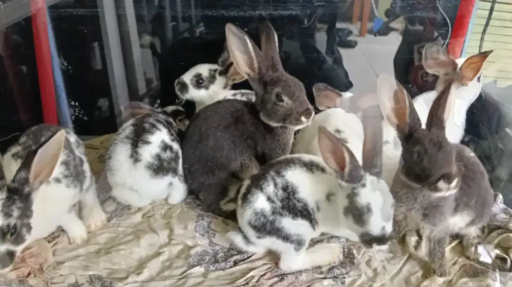 Kelinci rex usia 1.5 bln