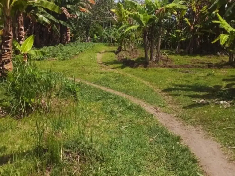 Dijual Tanah Pinggir Pantai – Negara, Bali