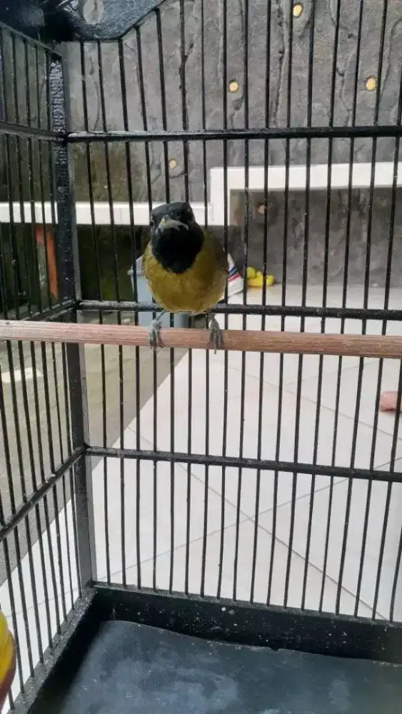 Burung samyong mulus tapi tidak jinak