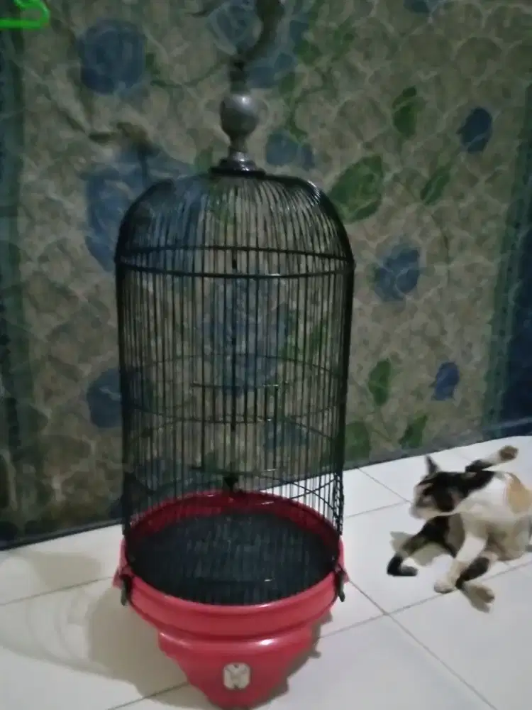kandang lovebird berkualitas