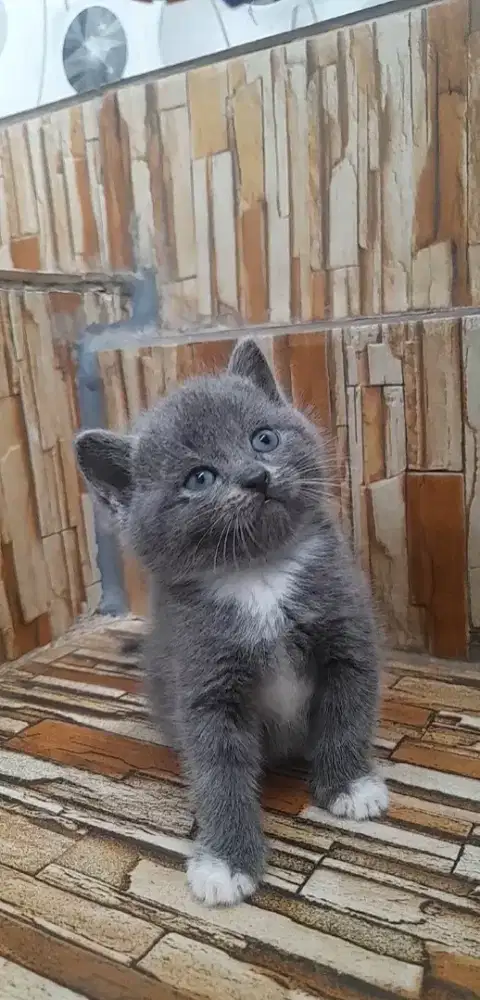 Kitten British shorhair