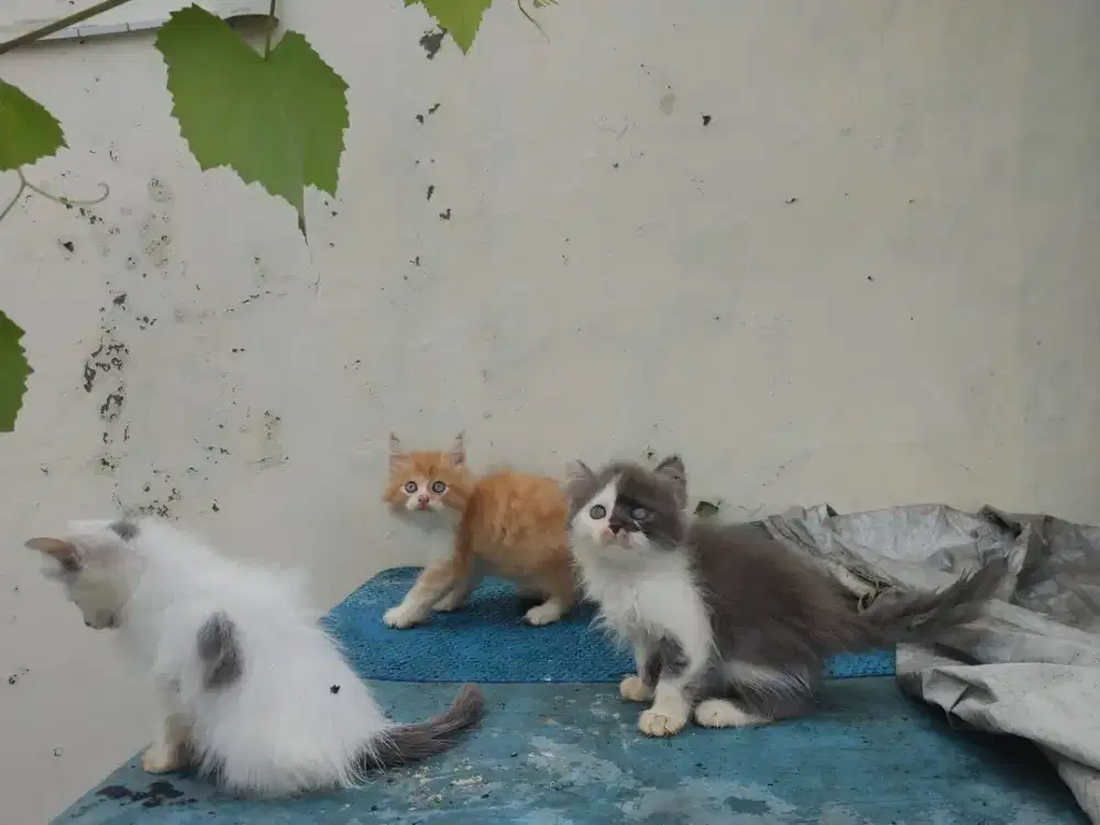 Kucing kitten persia 5 ekor / anggora / himalaya / peaknose / flatnose